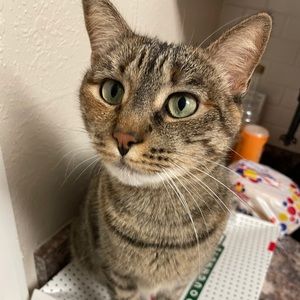 Meet your Posher, Alisha